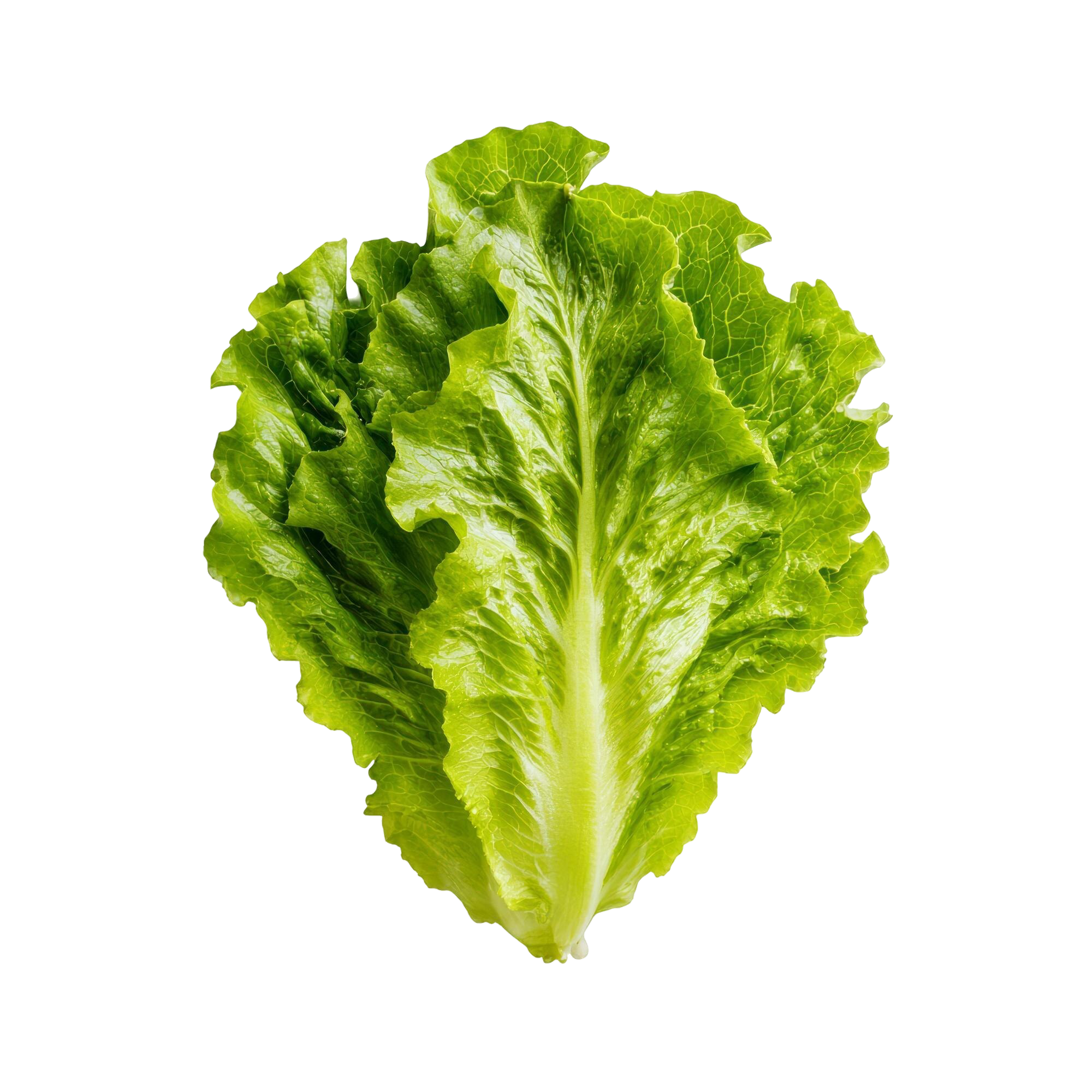 lettuce